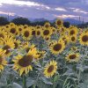 夏が来るよーーーーーー★