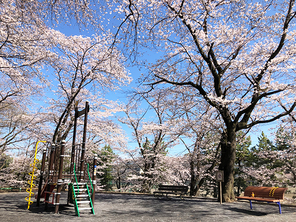 緑ヶ丘さくら公園