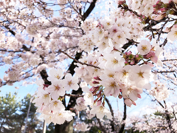 緑ヶ丘さくら公園の桜